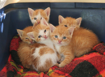 Five little kitties