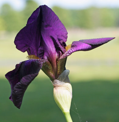 Purple Iris '