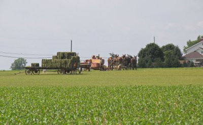 IMG_0774 Baling