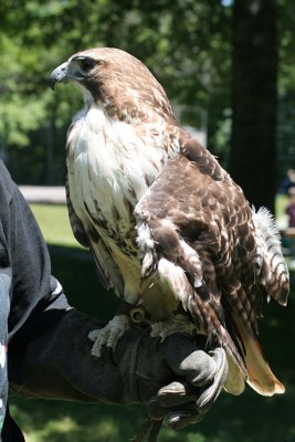 IMG_6856_Hawk with a broken wing