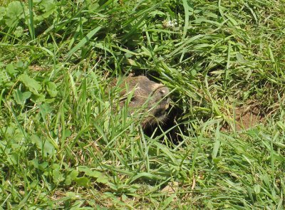 Peeking groundhog