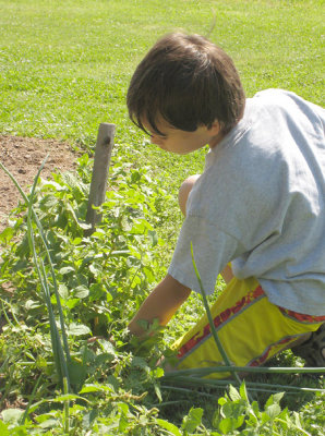 Pulling a few weeds