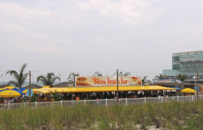Seeing a few of these on the beach