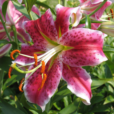 IMG_1548_Stargazer Lilies . . .