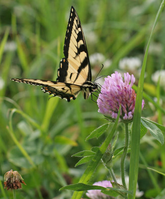 IMG_7870_In the fields