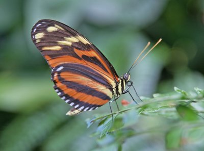 IMG_8157_A butterfly