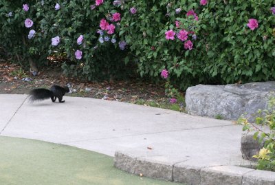 IMG_8356_Black squirrel !