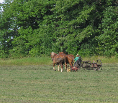 IMG_1835_Raking hay