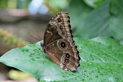 IMG_8135_Resting