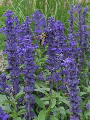 IMG_1978_Purple and a bee