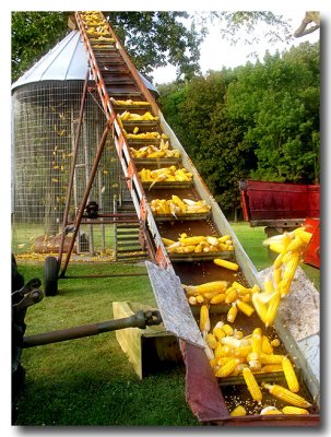 IMG_2327_Corn