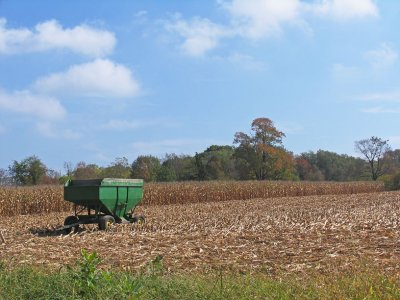 IMG_2401_Corn field