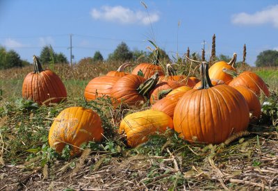 IMG_2447 Pumpkins, Pumpkins, Pumpkins . . .