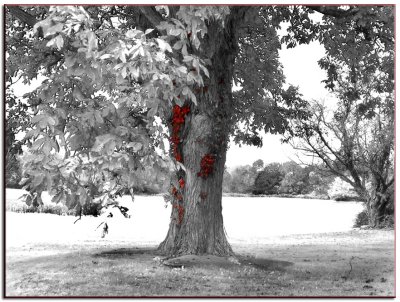 Bleeding Tree