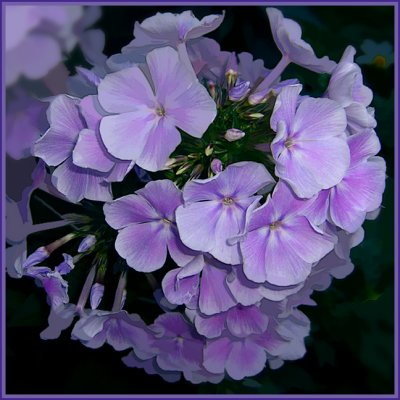 Helen's Phlox