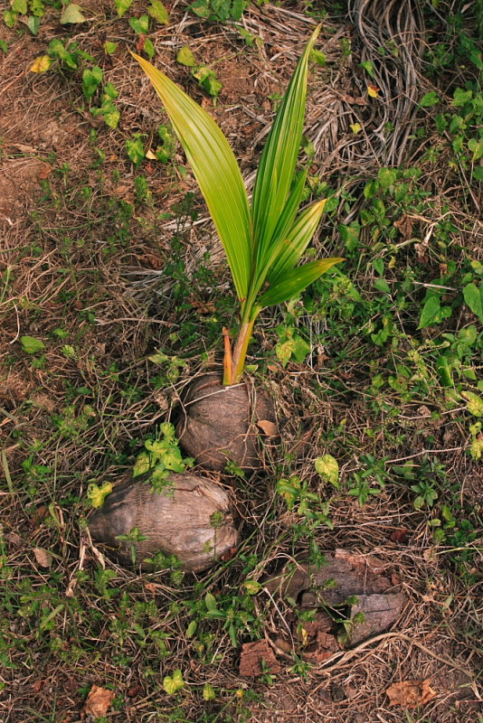 CRW_7005.JPG