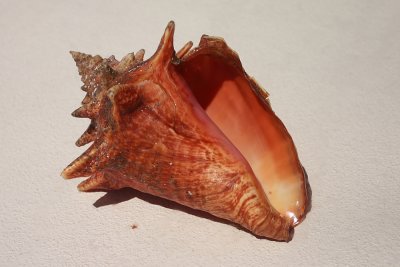 CRW_6567.JPG