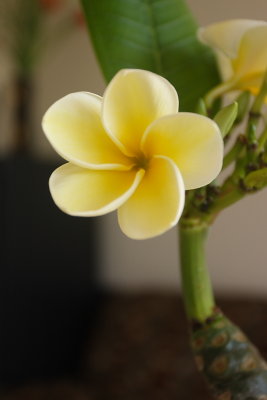 CRW_7139.JPG