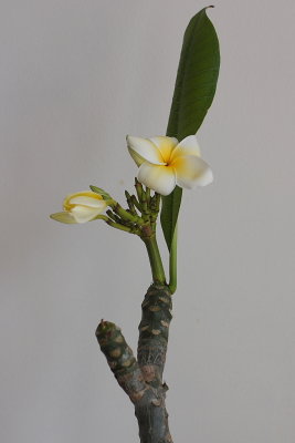 CRW_7155.JPG