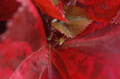 DSC_0054.JPG