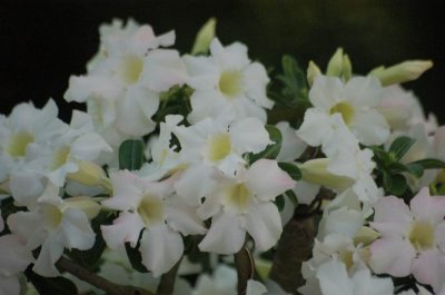 DSC_0053.JPG