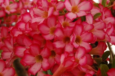 DSC_0237.JPG