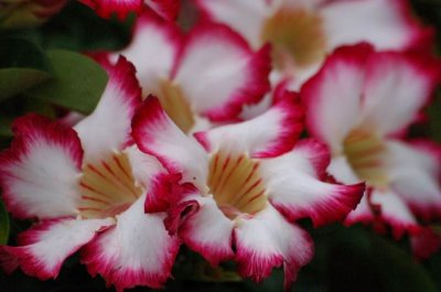 Adenium Obesum