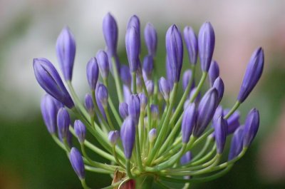 Agapanthus