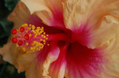 Hibiscus