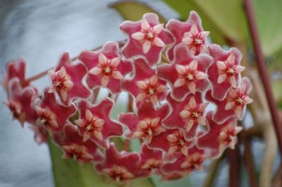 Hoya