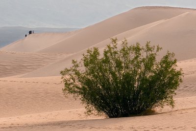 In the Dunes