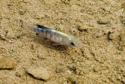 Salt Creek Pupfish, Male