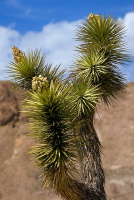 Joshua Tree