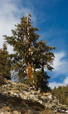 Bristlecone Pine, Schulman Grove