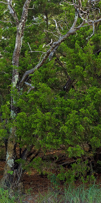 Cedars