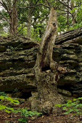 Snag and Limestone