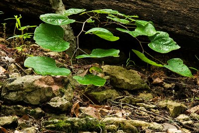 Vine