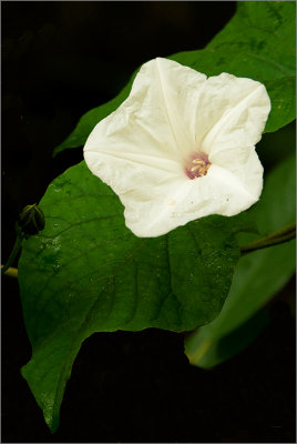 Big-root Morning Glory