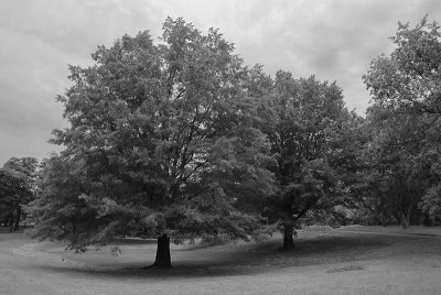 Central Park Trees