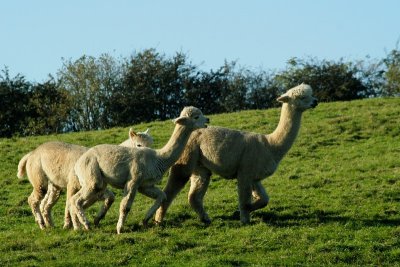 Alpacas at Toft (0001).jpg
