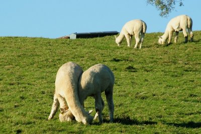 Alpacas at Toft (0002).jpg
