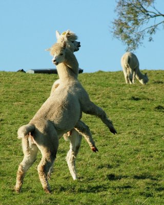 Alpacas at Toft (0004).jpg