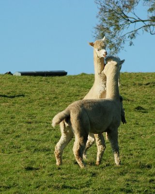 Alpacas at Toft (0006).jpg