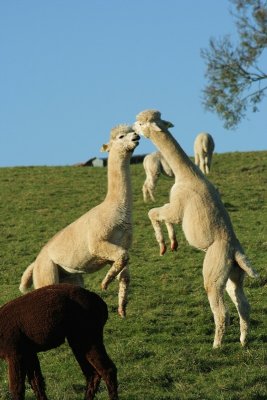 Alpacas at Toft (0007).jpg