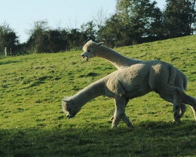 Alpacas at Toft (0008).jpg