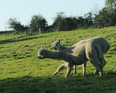 Alpacas at Toft (0009).jpg
