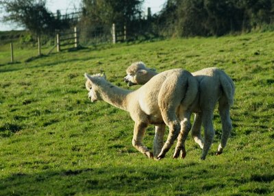 Alpacas at Toft (0010).jpg