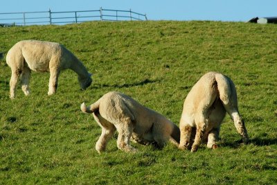 Alpacas at Toft 0011.jpg