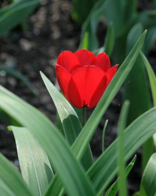 Hidcote 07 0011.jpg