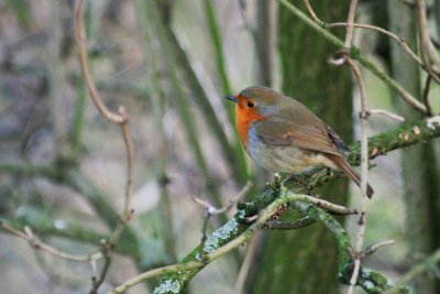 Draycote-Winter 06-07 0008.jpg